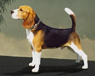 Morfología del Beagle