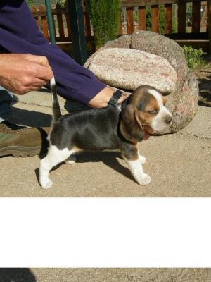 Criador de Beagles