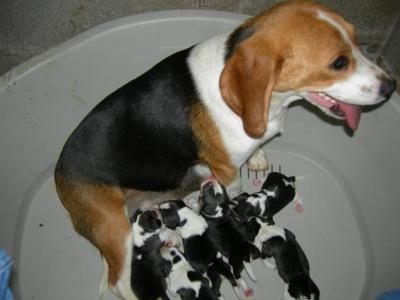 Pegui y sus cachorros